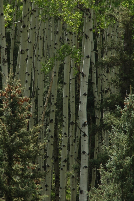 aspen